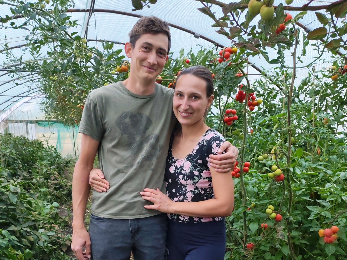 Zsani és Balázs a Bazsa Kert fóliasátrában, paradicsomtövek között